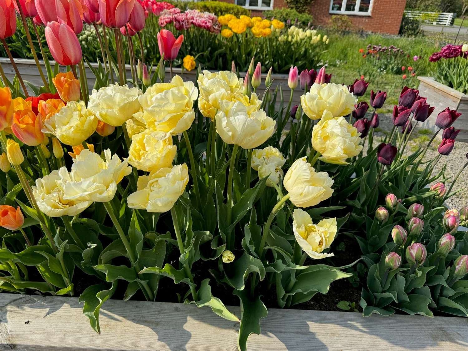 Tulppaani 'Verona'